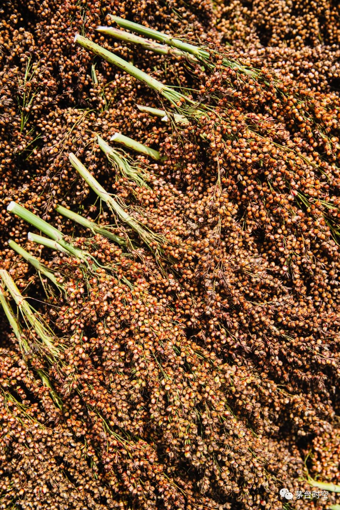 茅台酒用高粱到底有何神奇之处?