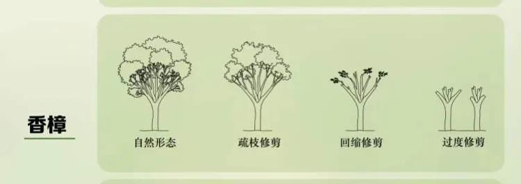 樟树平面图例手绘图片