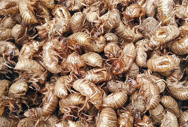 爬蚱皮有什么价值?为何价格这么高?