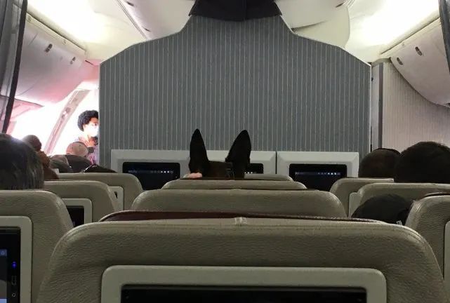 640名阿富汗人挤满美军机地板,美军犬独坐一个座休闲区蓝鸢梦想 - Www.slyday.coM 640名阿富汗人挤满美军机地板,美军犬独坐一个座休闲区蓝鸢梦想 - Www.slyday.coM