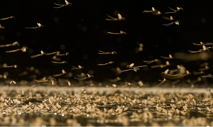 不过,当地的研究者们却表示,人们并不要担心,因为这种所谓的"涨水蛾"