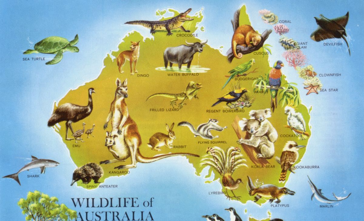 澳大利亚老鼠泛滥或成40年来最严重鼠患生物防治有用吗