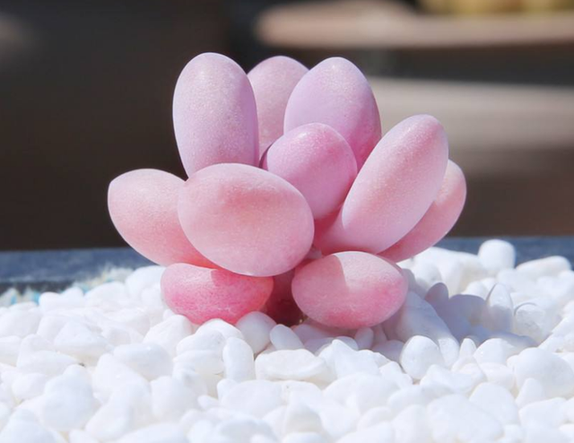 多肉萌物桃蛋并不难养价格亲民打理和繁殖都容易