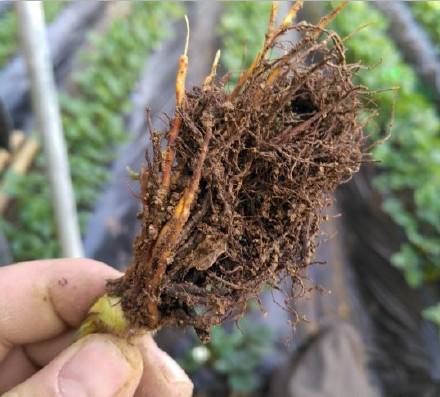 有机质减少,各种病害增加,即使是再健康的苗木栽植后也出现死苗,烂根