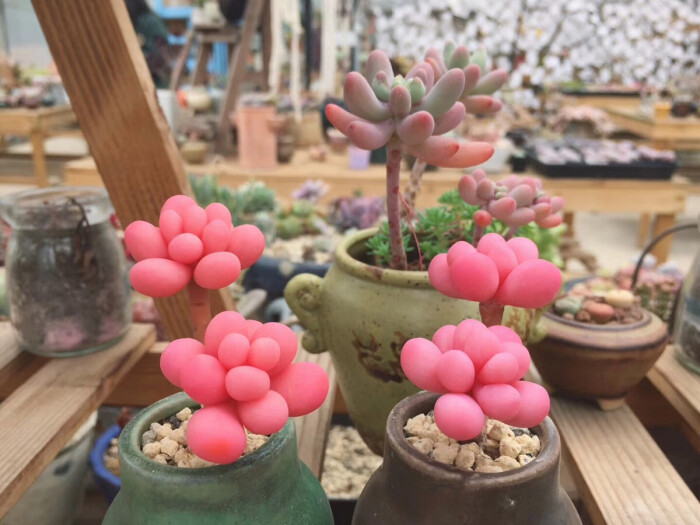 多肉萌物桃蛋并不难养价格亲民打理和繁殖都容易