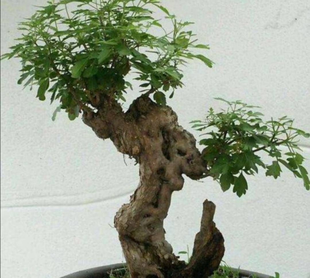 黄荆虽然很耐干旱,但是刚栽植的黄荆树桩,不能让它过度缺水,因为此时
