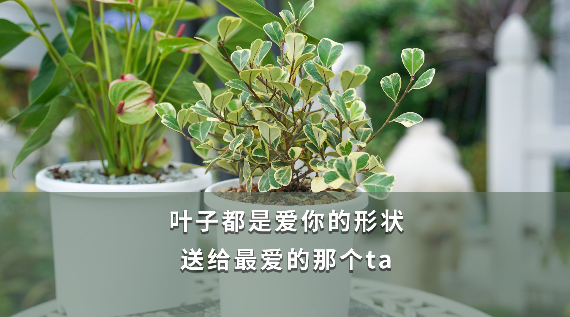 如何养护一棵拥有 形叶片的心叶榕?_新浪新闻