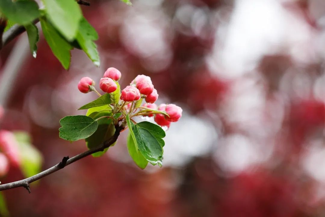 【來源】崔護《題都城南莊》:【人面桃花】▲形容周圍環境非常安靜,一