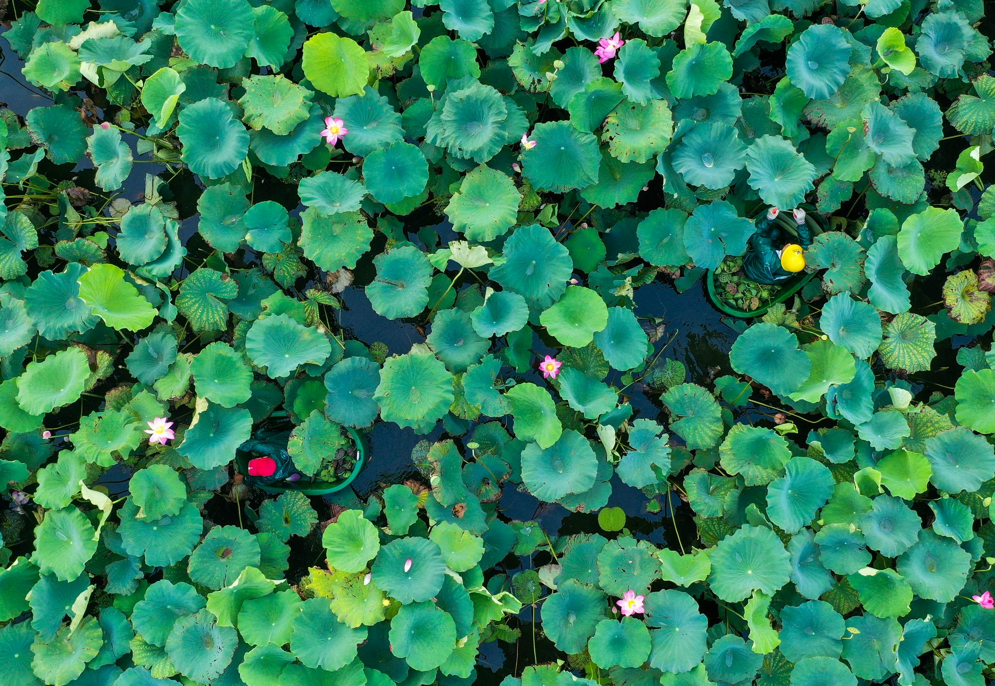 杭州:"西湖牌"荷叶莲蓬限量秒抢