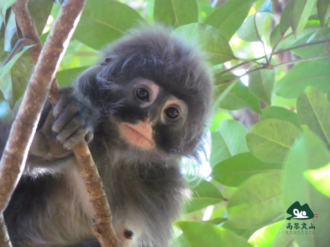 身披"珍珠外套"的"贵妇"出街!它在