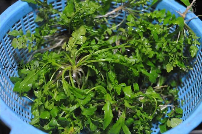 主料:荠菜90克,面粉60克,玉米粉30克