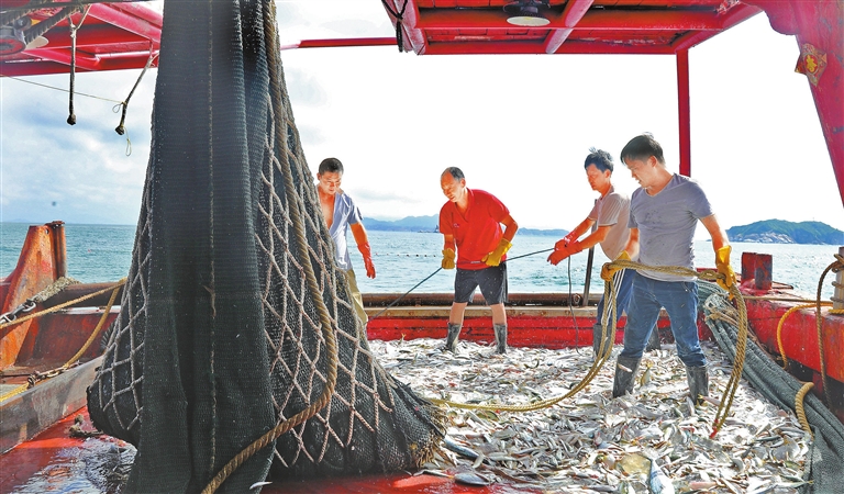 渔民们拉网庆丰收.深圳特区报记者 李忠 摄