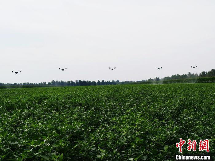 图为多台无人机同时进行飞防作业。胡建华 摄