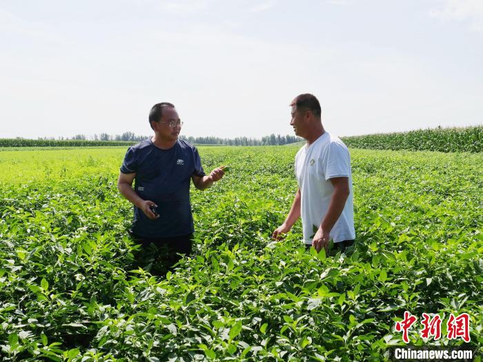 图为赵瑞凡(左)查看仁立国家辣椒坐果情况。胡建华 摄