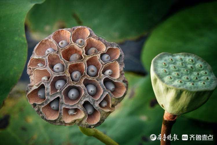 华山湖"湖"拍,莲蓬结出果实