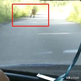 吉林一男子乘出租车路遇300多斤老虎:慢慢悠悠仿佛在自家散步休闲区蓝鸢梦想 - Www.slyday.coM 吉林一男子乘出租车路遇300多斤老虎:慢慢悠悠仿佛在自家散步休闲区蓝鸢梦想 - Www.slyday.coM