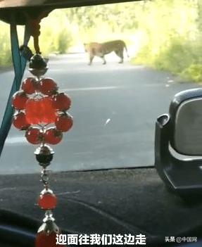 吉林一男子乘出租车路遇300多斤老虎:慢慢悠悠仿佛在自家散步休闲区蓝鸢梦想 - Www.slyday.coM 吉林一男子乘出租车路遇300多斤老虎:慢慢悠悠仿佛在自家散步休闲区蓝鸢梦想 - Www.slyday.coM