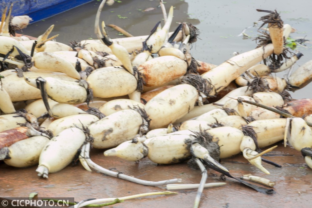 江苏如皋:初秋采藕忙|如皋市|农民|江苏省_新浪新闻