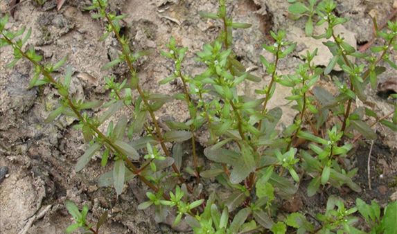 山东乡村100余种野草野菜品种名称识别图像比对,你认识哪些?