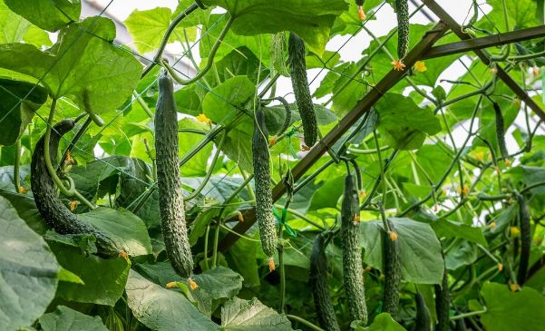 黄瓜膨果专用叶面肥,果实生长快座果多,每亩能多摘3000斤黄瓜