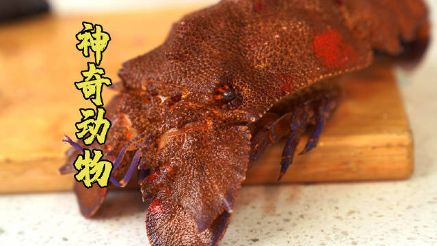 奇奇怪怪,没有脑袋 神奇动物第一期～麟突拟蝉虾!