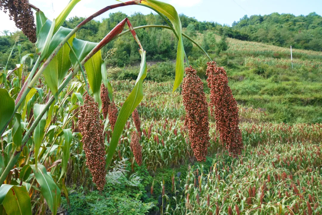 60万亩郎酒专用糯红高粱喜迎丰收静待重阳投粮只为极致品质
