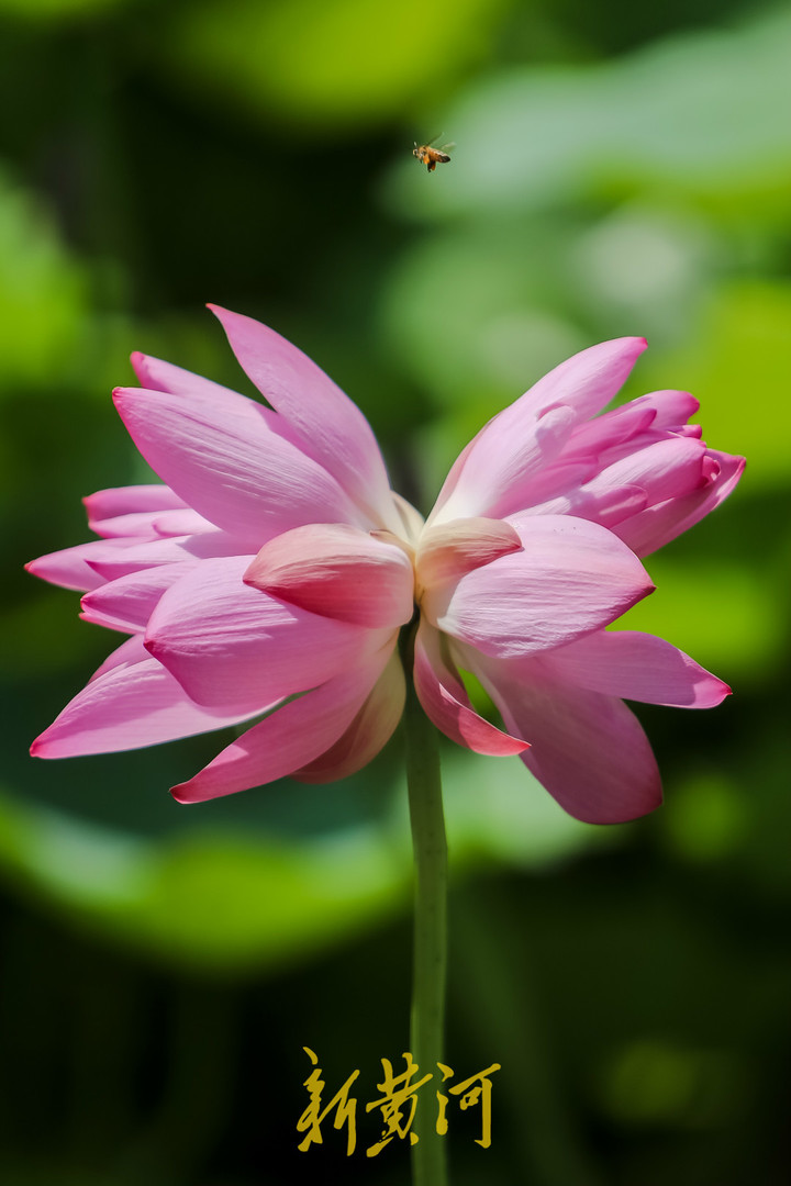 济南并蒂莲"出圈"背后:一朵市花牵动一座城