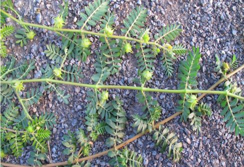 野菜|野草|酸模_新浪新聞