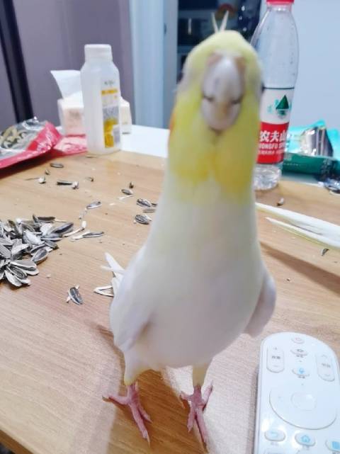 玄凤鹦鹉就是个傻憨憨. 歪头杀超可爱der