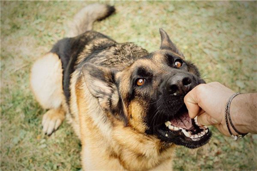 7岁小孩被狼狗撕咬身亡，狗主人构成以危险方法危害公共安全罪休闲区蓝鸢梦想 - Www.slyday.coM