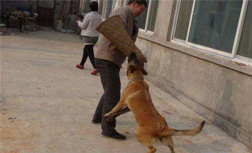 7岁小孩被狼狗撕咬身亡，狗主人构成以危险方法危害公共安全罪休闲区蓝鸢梦想 - Www.slyday.coM