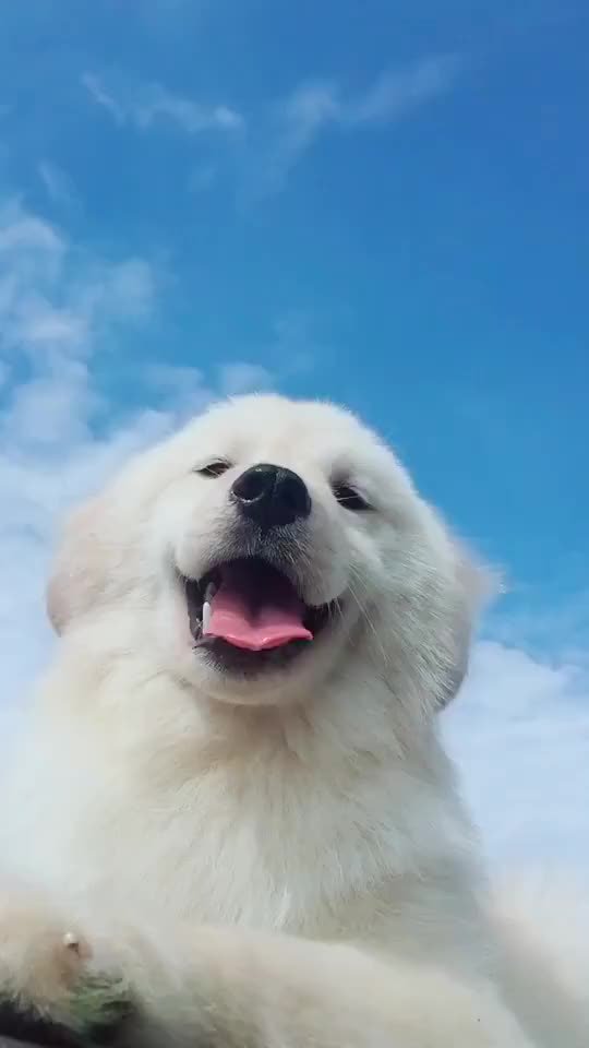 萨摩耶 笑容好治愈_手机新浪网