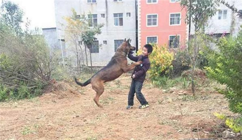 7岁小孩被狼狗撕咬身亡，狗主人构成以危险方法危害公共安全罪休闲区蓝鸢梦想 - Www.slyday.coM