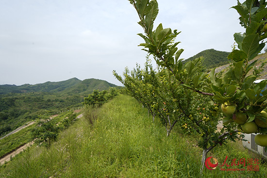 宽城满族自治县东梁金矿矿山排土场种的李子园.