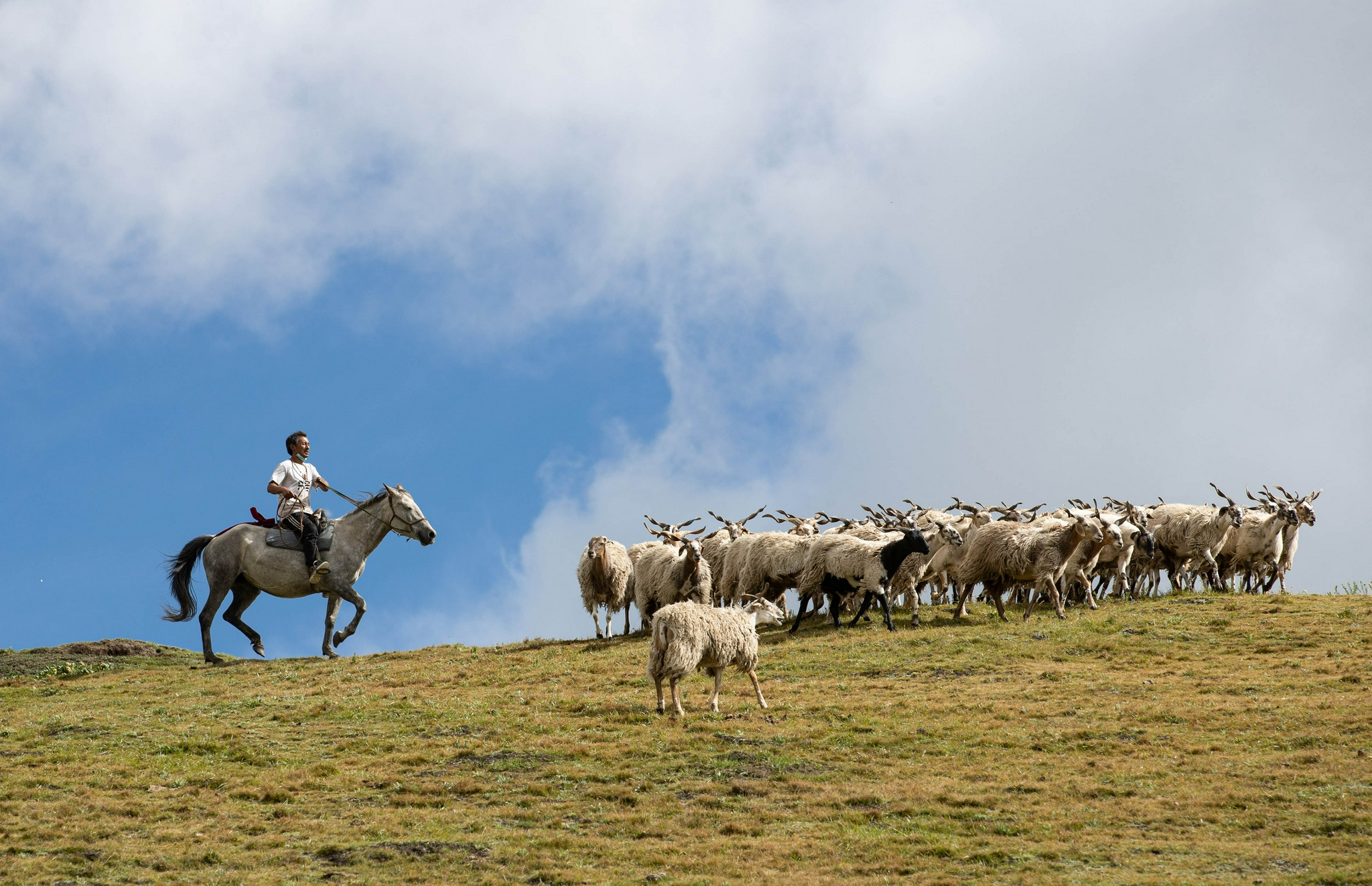 8月17日,牧民严扎骑马赶着羊群到另一户牧民的牧场,准备用羊换牦牛.
