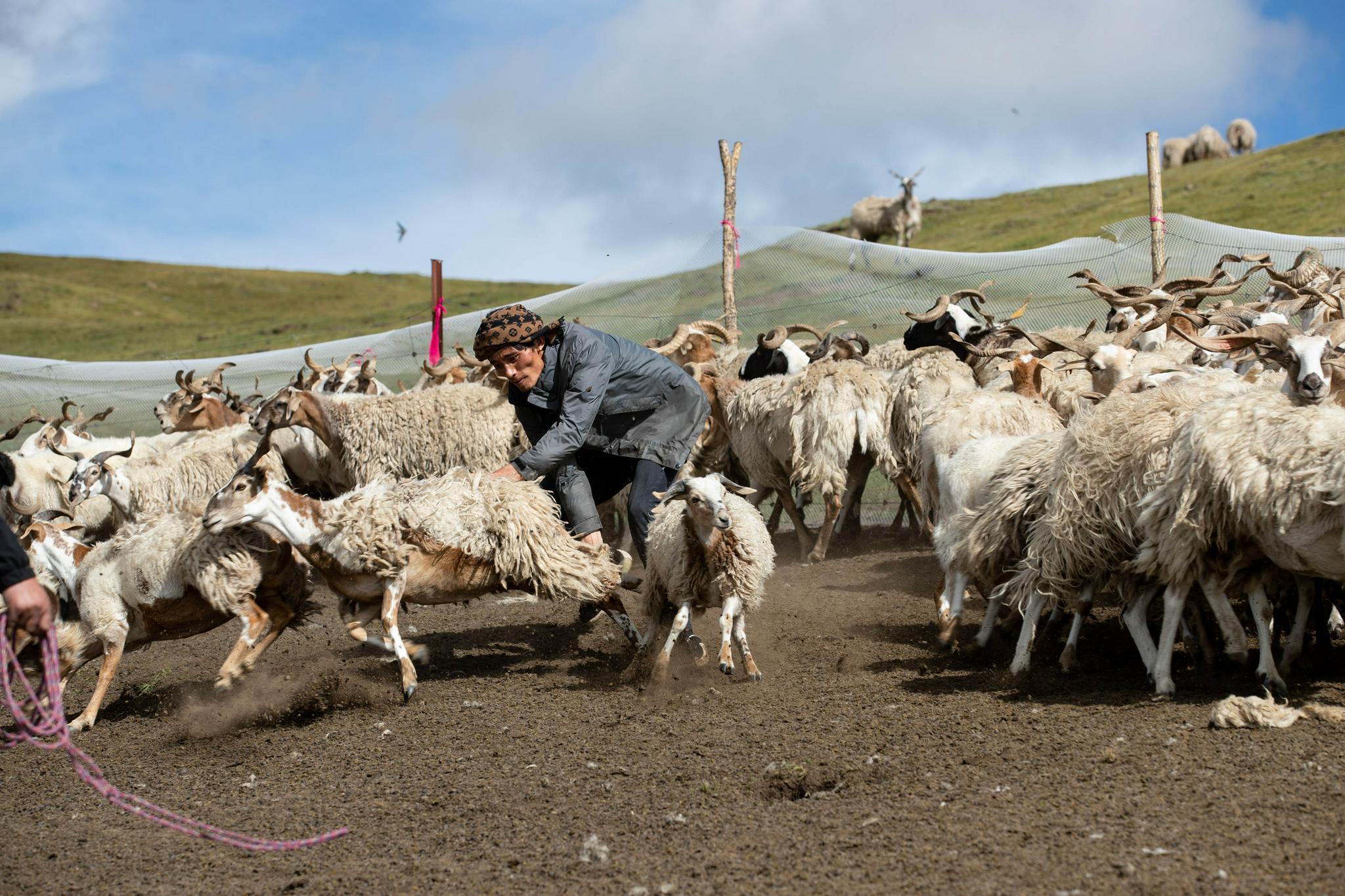 减数量 调畜种 保护天然草原