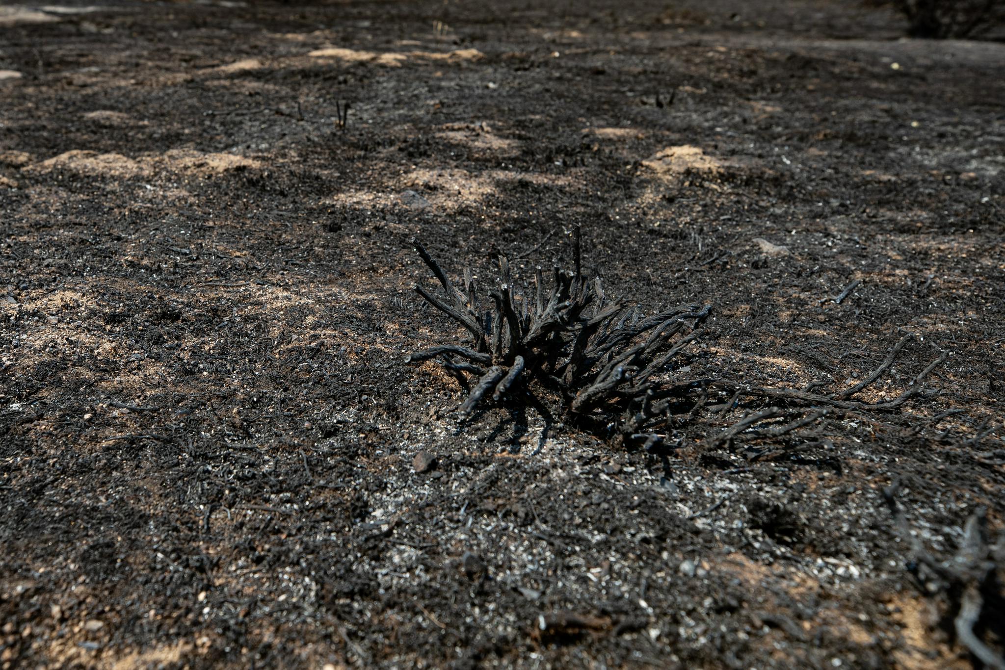 现场直击西班牙今年以来最大的山火