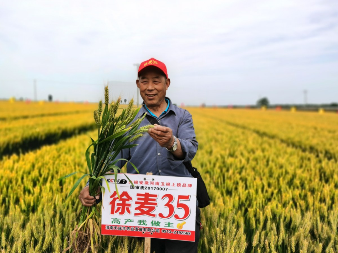 人李军辉销售"徐麦35"已有三四年时间,而对于广大农户对该品种的评价