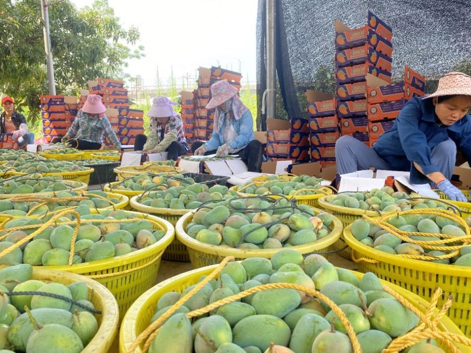 村民在地里完成芒果的采摘和精心挑选后,将果送到郑鹏飞仓库的芒果预