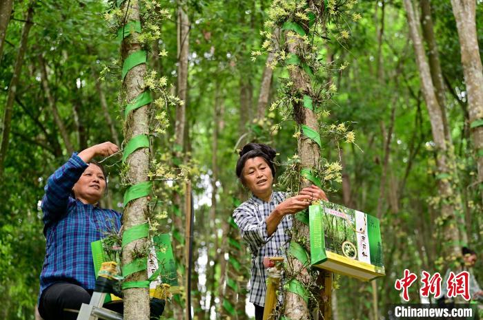 图为贵州林下种植的铁皮石斛. 吴德军 摄
