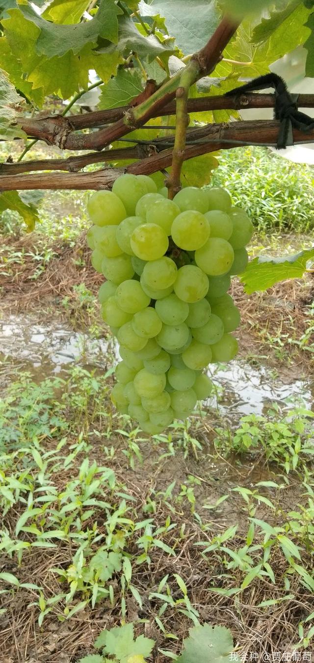 醉金香葡萄