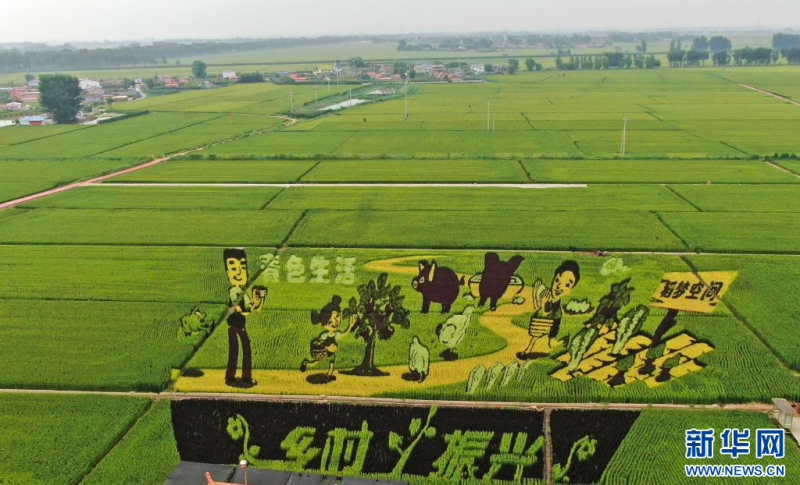 多彩水稻扮靓大地沈阳稻田画引客来