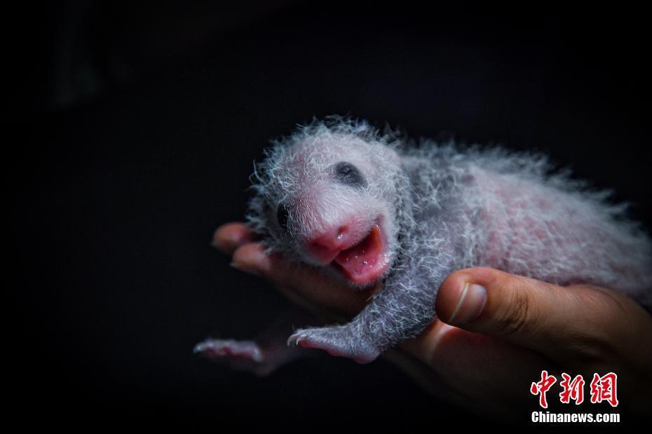 四川阿坝:两对大熊猫双胞胎满月 毛茸茸十分可爱|大熊猫|中国大熊猫