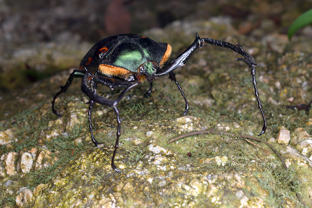 12厘米长巨型甲虫1982年被认为灭绝如今重现人间