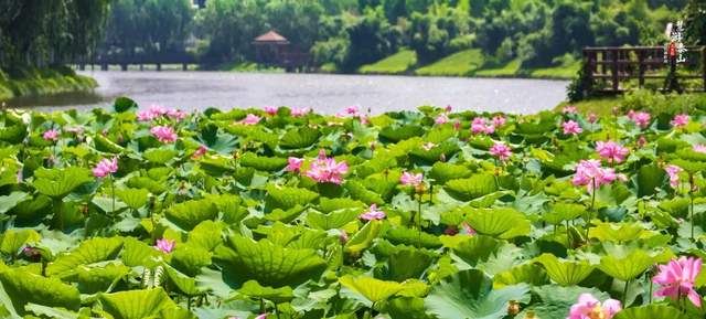 如果季节有色彩，那秋天一定是这种……休闲区蓝鸢梦想 - Www.slyday.coM