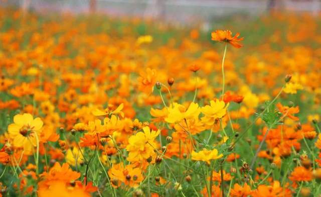 如果季节有色彩，那秋天一定是这种……休闲区蓝鸢梦想 - Www.slyday.coM