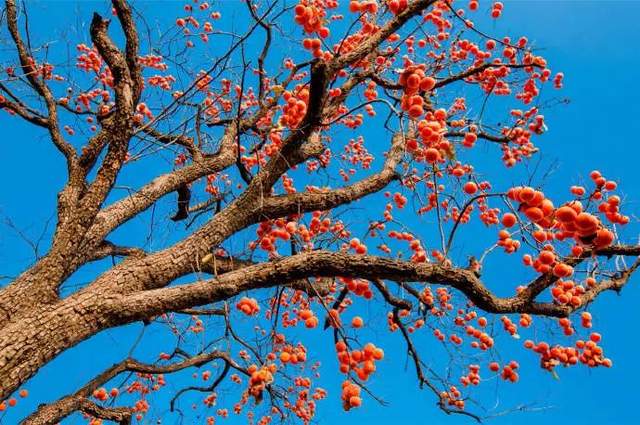 如果季节有色彩，那秋天一定是这种……休闲区蓝鸢梦想 - Www.slyday.coM