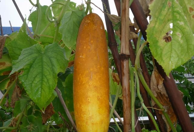 打死你也想不到!黄瓜最开始的用途是当泻药,上面还长满了刺