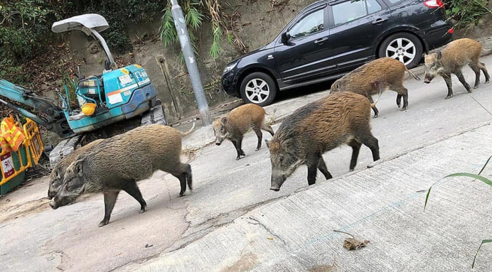 江西野猪怒闯理发店,致3人受伤,太可怕了