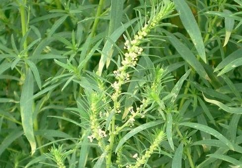 每日一中药地肤子